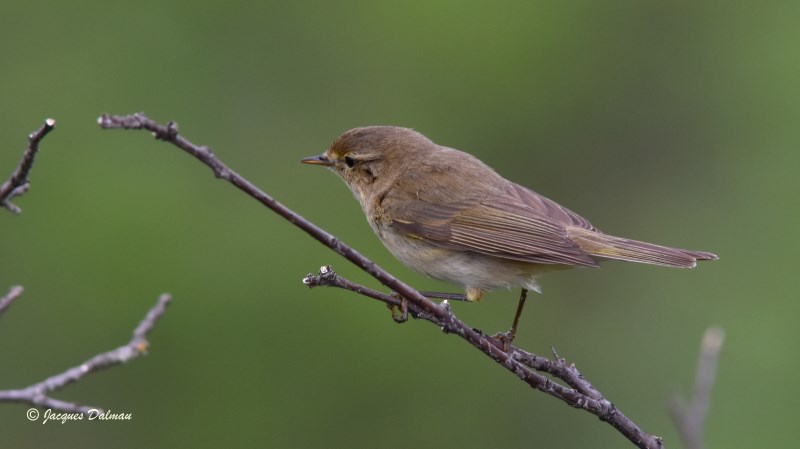 Pouillot véloce .jpg